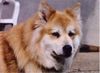 Eurasier Foto: Halla von der Scherenburg (ID 27696) Eurasier Hund