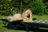 Eurasier Hund