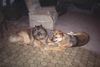 Eurasier Foto: unsere Babys Sammy & Thora (ID 4046) Eurasier Hund