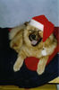 Eurasier Foto: Ho,ho,ho! (ID 26212) Eurasier Hund