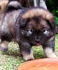 Eurasier Foto: Akela vom Valentinschlössel - 5 Wo (ID 12768) Eurasier Hund
