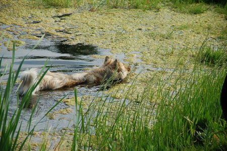 Eurasier Chila im Algenbad