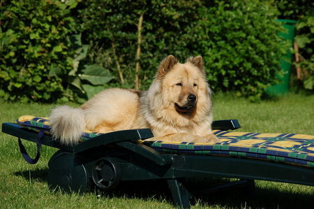 Eurasier Sonnenbad auf der Liege