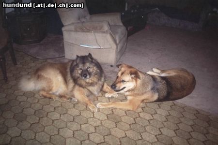 Eurasier Hunde Foto 4046 Eurasier unsere Babys Sammy & Thora