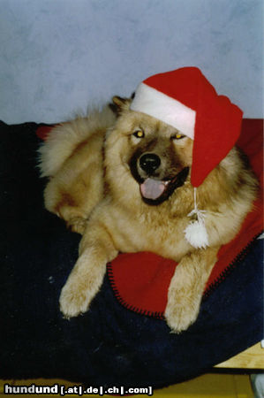 Eurasier Hunde Foto 26212 in höherer Auflösung ansehen Eurasier Ho,ho,ho!