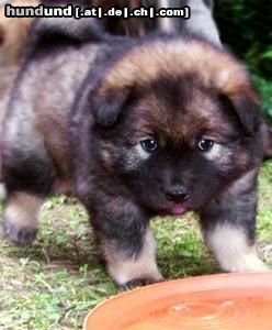Eurasier Hunde Foto 12768 Eurasier Akela vom Valentinschlössel - 5 Wo