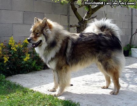 Eurasier Hunde Foto 20930 in höherer Auflösung ansehen Eurasier mit 10 Monaten