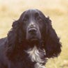 Field Spaniel