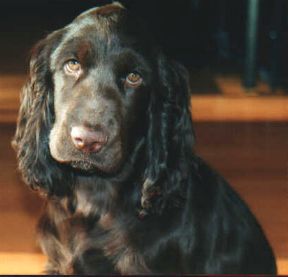 Field Spaniel Hunde Foto 1004 Field Spaniel