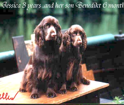 Field Spaniel