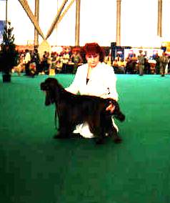 Field Spaniel Benedikt vom Kloster Lorsch Best Puppy auf der Welthundeausstellung 2002 in Amsterdam Benedikt ist ein Rüde aus dem 1. Fieldspanielwurf seit 20. Jahren in Deutschland.Derzeit wieder ein Wuf in Planung.