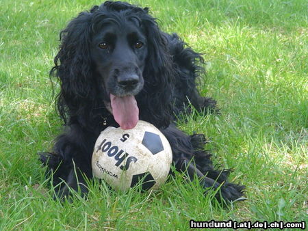 Field Spaniel my beautiful Kuba :)