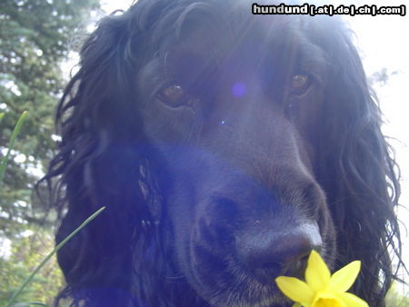 Field Spaniel Kuba