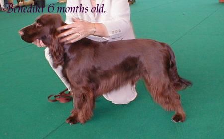 Field Spaniel Benedikt Vom Kloster Lorsch. Best Puppy auf der Welthundeausstellung inAmsterdam 2002 Benedikt ist 6 Monate alt auf dem Bild.