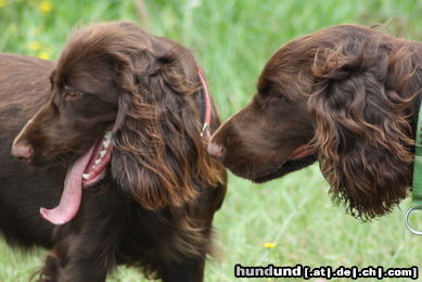 Field Spaniel Zwei die sich verstehen Frodo und Ishtar