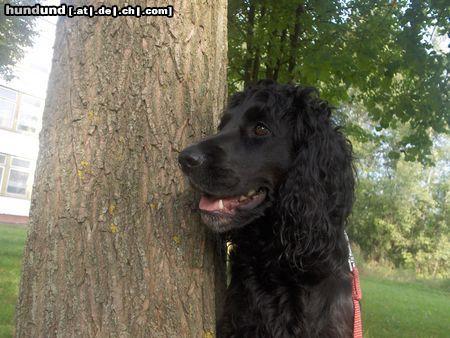 Field Spaniel kuba