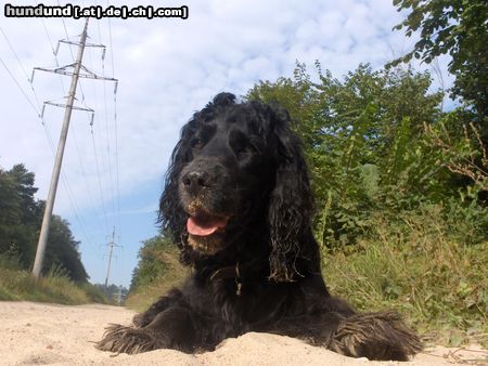 Field Spaniel kuba