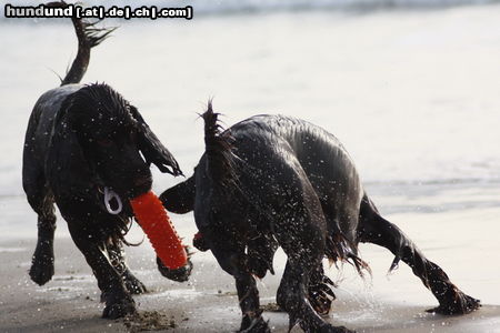 Field Spaniel Zwei die sich verstehen Frodo und Ishtar