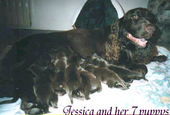 Field Spaniel Am 13. Oktober warf uns Jessica 7 kerngesunde Welpen.Dies ist der 1. Wurf in Deutschland nach 20 Jahre