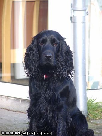 Field Spaniel Unser Archey,reinrassiger bulgare,(vier Jahre alt9 sucht seine Herzensdame.