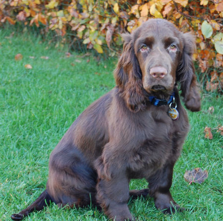 Field Spaniel Field Spaniel Hündin, 4 Monate