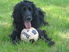 Field Spaniel Hund