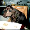 Field Spaniel Hund