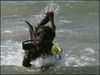 Field Spaniel Hund