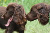 Field Spaniel Hund