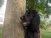 Field Spaniel Hund