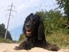 Field Spaniel Hund