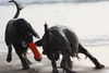 Field Spaniel Hund