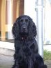 Field Spaniel Hund