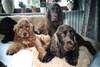Field Spaniel Foto: Spanielfamilie Cocker & Fieldspaniel Vom Kloster Lorsch (ID 998) Field Spaniel Hund