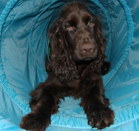 Field Spaniel Field Spaniel Hündin, 5 Monate