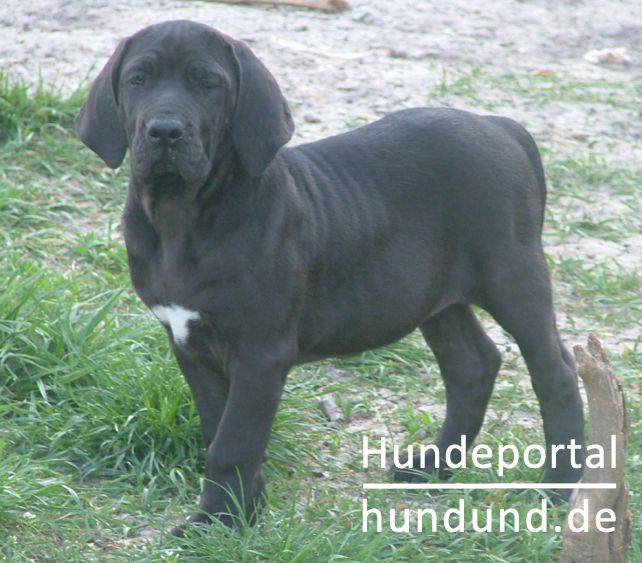 Fila Brasileiro, Cao de Fila, Brasilianische Dogge Foto 37978 