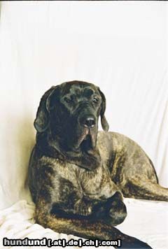 Fila Brasileiro Hunde Foto 8922 Fila Brasileiro Beatriche Morena