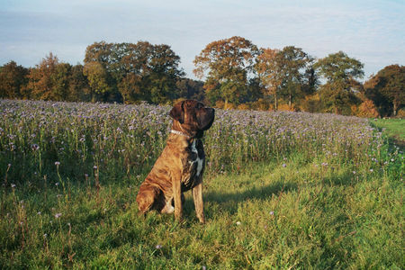 Fila Brasileiro Hunde Foto 28201 in höherer Auflösung ansehen Fila Brasileiro Gringo genießt den Herbst
