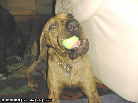 Fila Brasileiro Hunde Foto 8474 Fila Brasileiro 3 Jahre alt