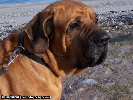 Fila Brasileiro Hunde Foto 8651 Fila Brasileiro Unser Hund Carlos an der Ostsee !