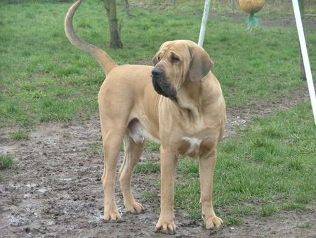 Fila Brasileiro Utrillo Of Fazenda dos Amigos da Vida, 3 Jahre alt, ein richtiger Schatz