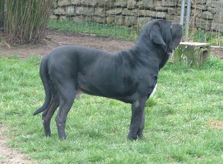 Fila Brasileiro Manolito do Sertao, 2 Jahre alt