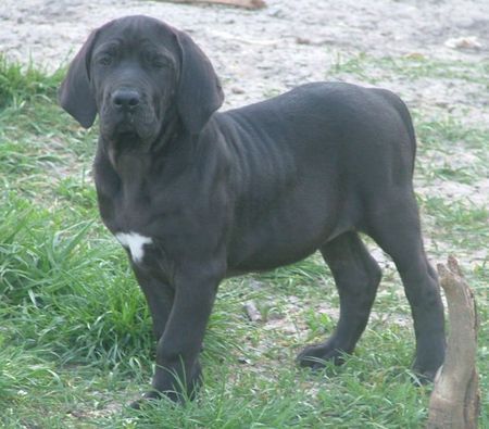 Fila Brasileiro Capone Of Fazenda dos Amigos da Vida, 2 Monate alt