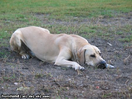 Fila Brasileiro Hunde Foto 9852 Fila Brasileiro IWA z Pogranicza 1jaerige Huendin