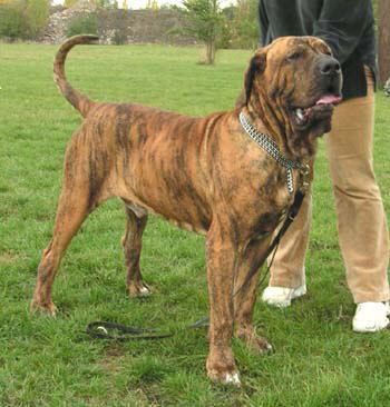 Fila Brasileiro Hunde Foto 28155 Fila Brasileiro eldorado super schöner rüde