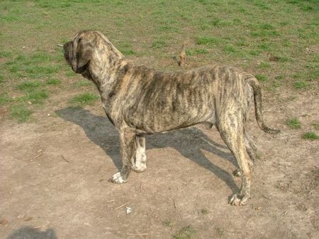 Fila Brasileiro Mathew Straznicky raj, 5 Jahre alt