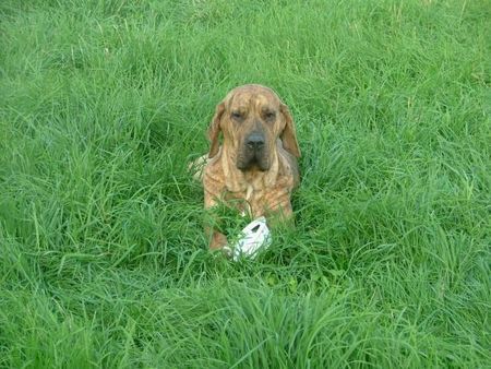 Fila Brasileiro Abia, 2 Jahre alt