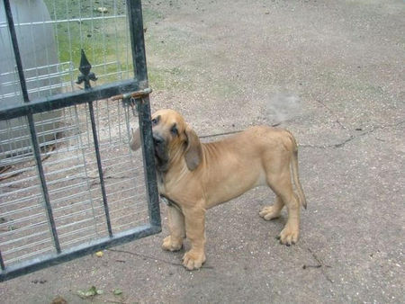 Fila Brasileiro Hunde Foto 30887 in höherer Auflösung ansehen Fila Brasileiro Afilado Of Fazenda dos Amigos da Vida, 12 Wochen alt