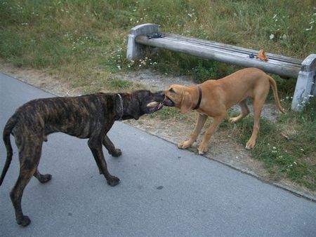 Fila Brasileiro cairo und jessy