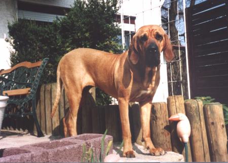 Fila Brasileiro Hunde Foto 681 Fila Brasileiro Cosma
